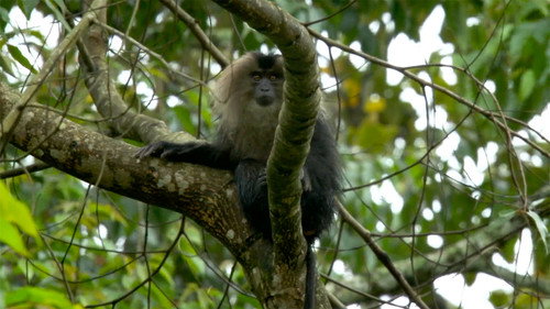 Western Ghats: Monsoon Mountains